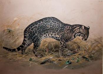 A festett ocelot (Felis picta), 1850 körül